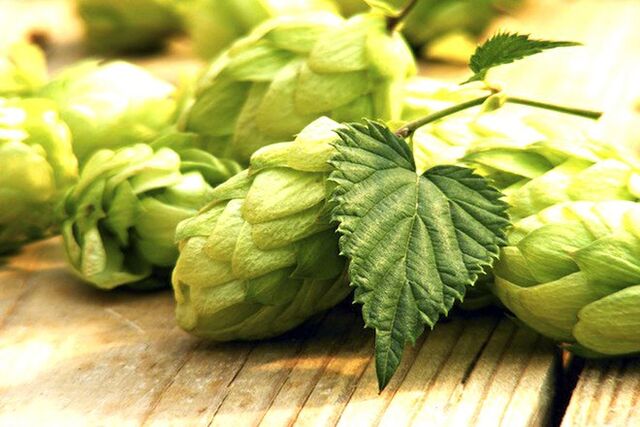 Hopfenkegel, um die Brustgröße zu erhöhen